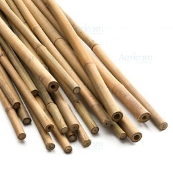 CANNA DI BAMBOO