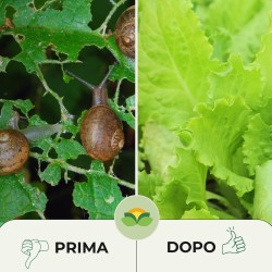 ALBAGARDEN ESCA LUMACHICIDA FERRONITE PFnPO 200 g