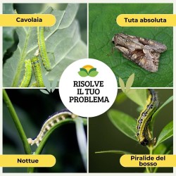 ALBAGARDEN BACILLUS PFnPE 10 GR ORTO