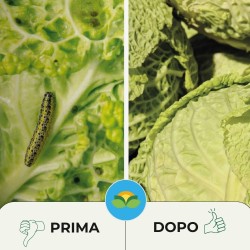 ALBAGARDEN BACILLUS PFnPE 10 GR ORTO