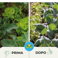 ALBAGARDEN ZOLFO CONCIME CE RAMATO 5 - 10 KG