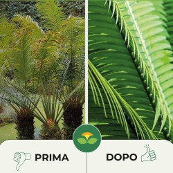 ALBAGARDEN CONCIME GRANULARE CYCAS E PIANTE TROPICALI 1 Kg