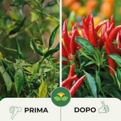 ALBAGARDEN CONCIME GRANULARE PER PEPERONCINI 300 g