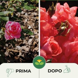 ALBAGARDEN CONCIME GRANULARE PER ROSE 1 Kg