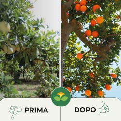 ALBAGARDEN CONCIME LIQUIDO PER AGRUMI 1 Kg
