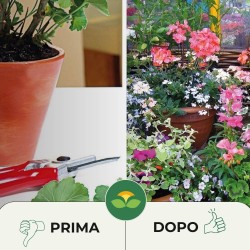 ALBAGARDEN CONCIME LIQUIDO PER GERANI E PIANTE FIORITE 1 Kg