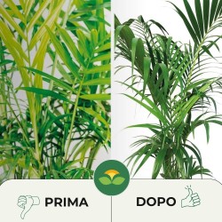 ALBAGARDEN CONCIME LIQUIDO PER PIANTE VERDI 1 Kg