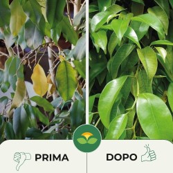 ALBAGARDEN CONCIME LIQUIDO SOLFATO DI FERRO 1 Kg