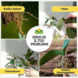 ALBAGARDEN PREPARATO PER RADICAZIONE TRAPIANTO VINCENTE 500 ml