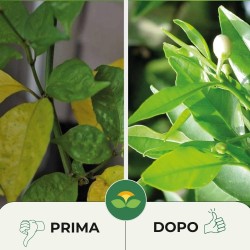 ALBAGARDEN CONCIME SOLFATO DI FERRO GRANULARE 1 Kg