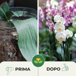 ALBAGARDEN TERRICCIO PER ORCHIDEE 2 Lt
